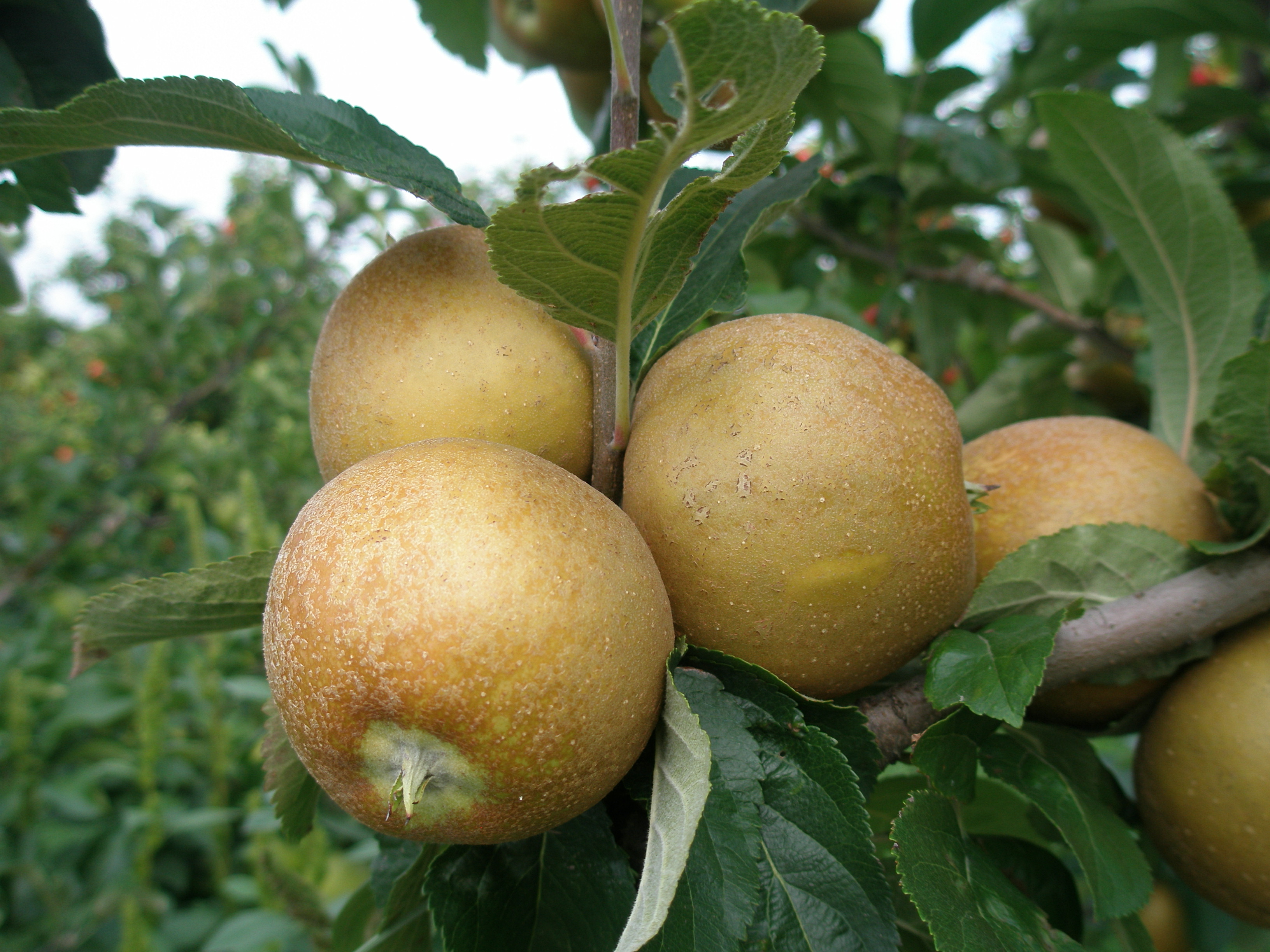 Ashmeads Kernel